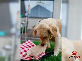 Ράτσα: Γκόλντεν Ριτρίβερ - Golden Retriever | Ηλικία: 2,5 μηνών | Φύλο: Αρσενικό | Αρ. Microchip: 546789035 | Εκπαιδευμένο | Περιοχή: Αττική
